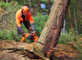 Leaf Removal in Oasis, CA