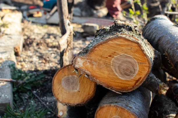 How Our Tree Care Process Works  in  Oasis, CA