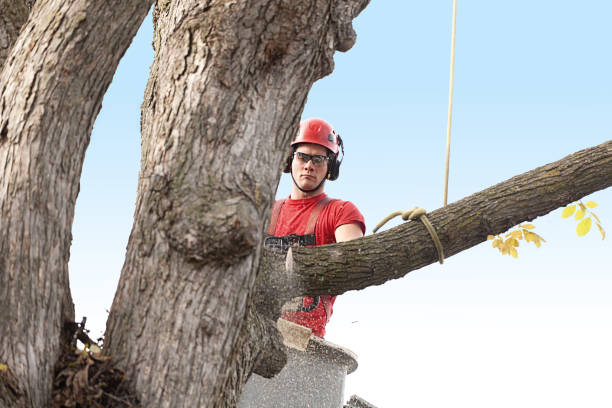 Best Tree Maintenance Programs  in Oasis, CA
